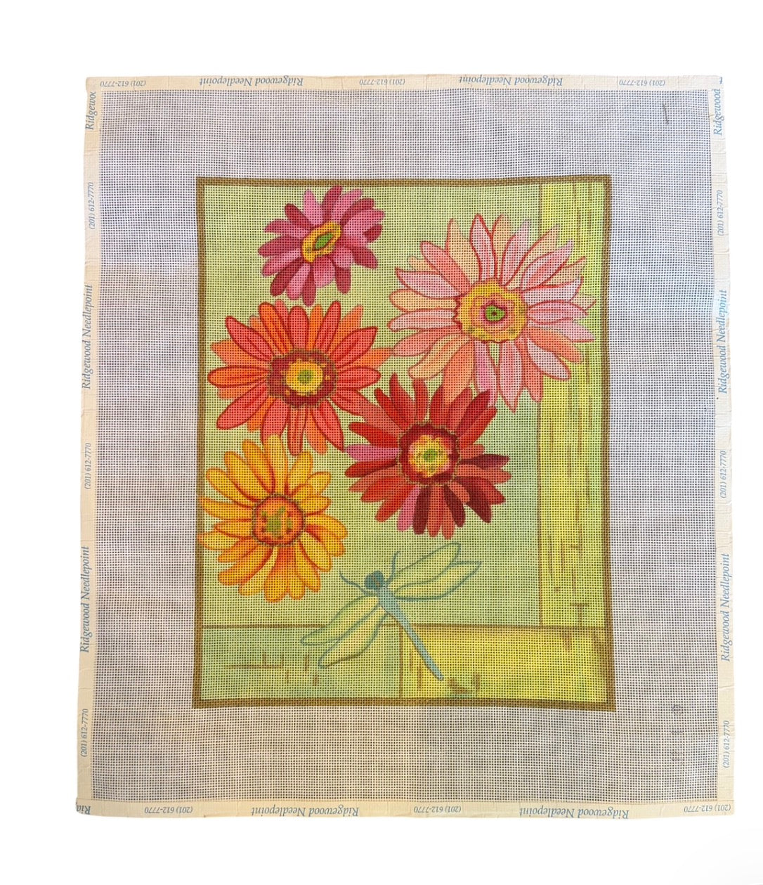Gerber Daisy